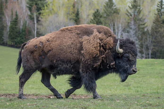 Bison.v1