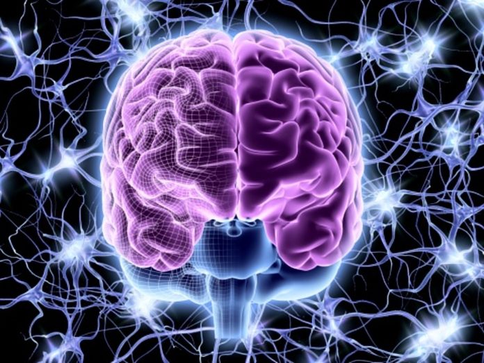 brain.v1