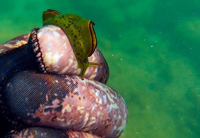 snail.v1
