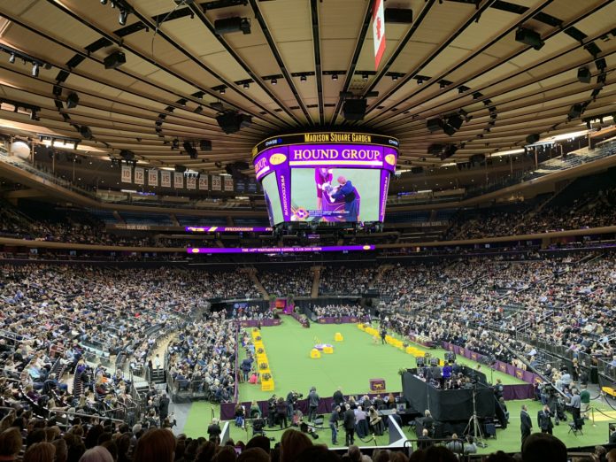 Dog Show