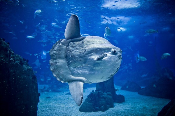 Oceanario Near Lisbon